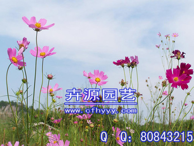 百日草种子直销,厂商图片|百日草种子直销,厂商产品图片由赤峰市元宝山区卉源园艺种子经销处公司生产提供-