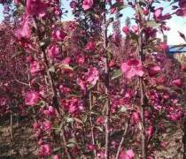 赤峰王族海棠 优质苗木产品介绍